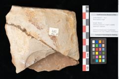 Foto (Objekt + Etikett) von Myrica lignitum Unger (NHMW-GEO-2024-0188-0537)